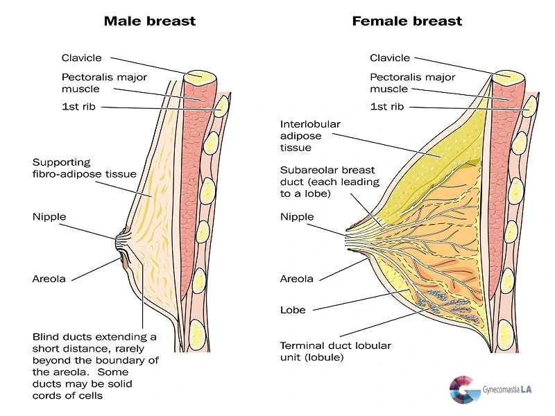 Male vs Female Nipple Differences- Tips from Dr. Moein in Los Angeles
